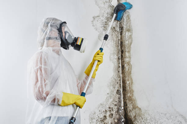 Best Mold Remediation for Specific Building Types in Three Rivers, TX