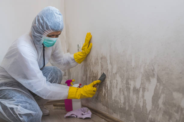 Best DIY Mold Remediation Support Services in Three Rivers, TX