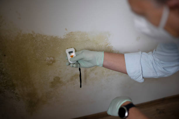 Best Health and Safety Mold Remediation in Three Rivers, TX