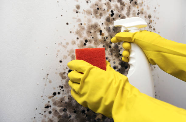 Professional Mold Remediation in Three Rivers, TX