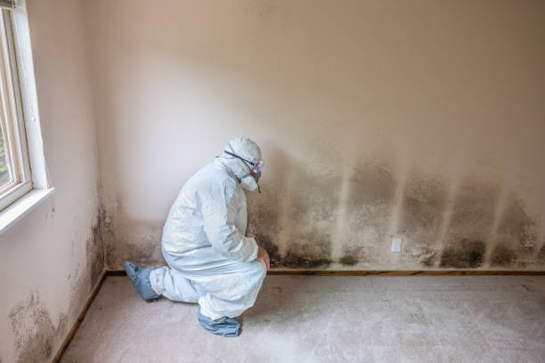 Best Attic Mold Remediation in Three Rivers, TX