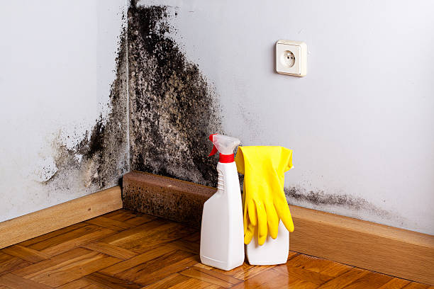 Best Basement Mold Remediation in Three Rivers, TX
