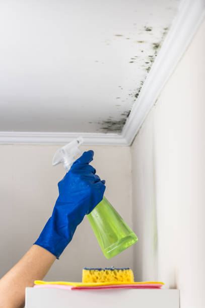 Best Residential Mold Remediation in Three Rivers, TX